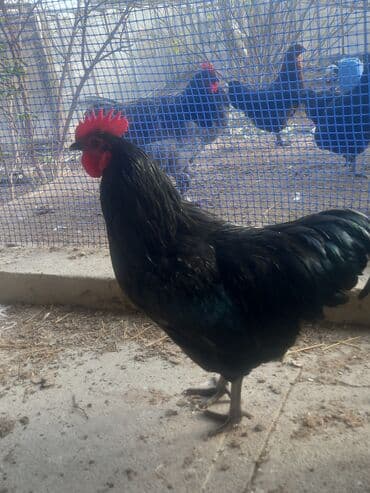 Məhsul: Qara rəngli xoruz Təsvir: - Tam qara tüklü, parıltılı