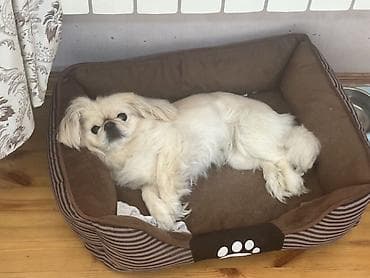en gozel it adlari: Pekines, 4 il, Dişi, Ünvandan götürmə, Pulsuz çatdırılma — 3