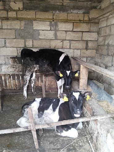 itler pikines type 1: Iki edəd dişi dana biri 7 ayliqdi bir 6ayliqi qiymət ikisinə aidi — 8