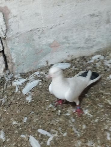 dorper qoyunu satilir: 4ed orta goy qurquq 1ed goy boyun. Goy quyruqlarin icinde cut olani — 5