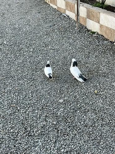 hazir sirket satilir: Hazir cut boynugulluler qiymet sondu 30 manat Xirdalandadi 0518471797 — 2