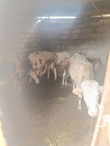 Inəklər, öküzlər: Salam 5 ədəd cins dişi danalardi satilir 1 yaş və 10 aylıq danalardi — 5