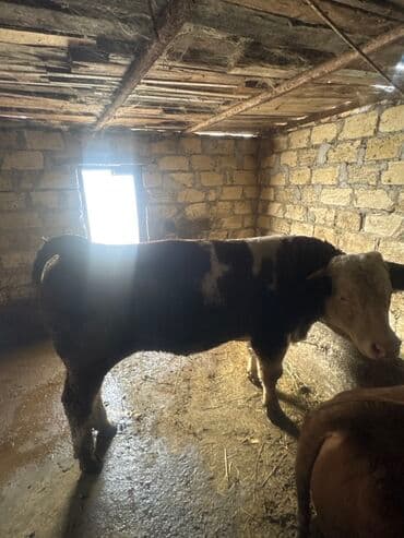 bala pişik adları: Inəklər öz qapimizin heyvnalradir saf qan simental balalari ilə — 7