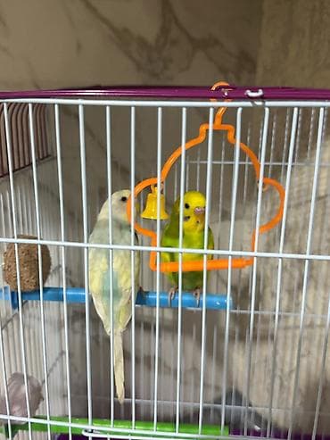 65 manata alinib 50 man satilir.Yemide var