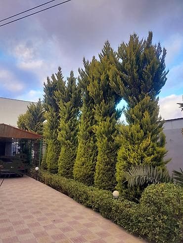 topdan baliq satisi: Ağaclar — 1