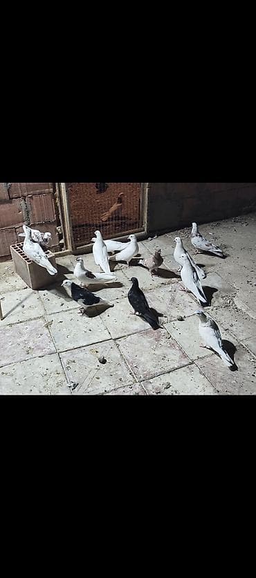 quş xana: 13 heyvandı 60 manata saz heyvanlardı meyd tutulanlarda var köhnə — 1