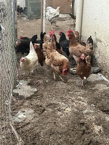toyuq broyler: 13 denedi real alcya endrim olcaq barter yoxdu — 3