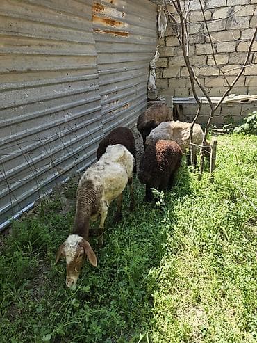 saanen kecisi satışı: Qoyunlar – qarışıq rənglərdə balalı sürü - Sürü tərkibi: bir neçə ana — 4