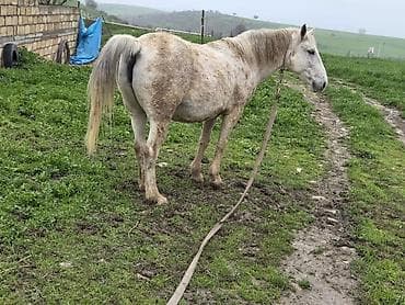 dovşan yemi: Dişi, il: 7 — 10