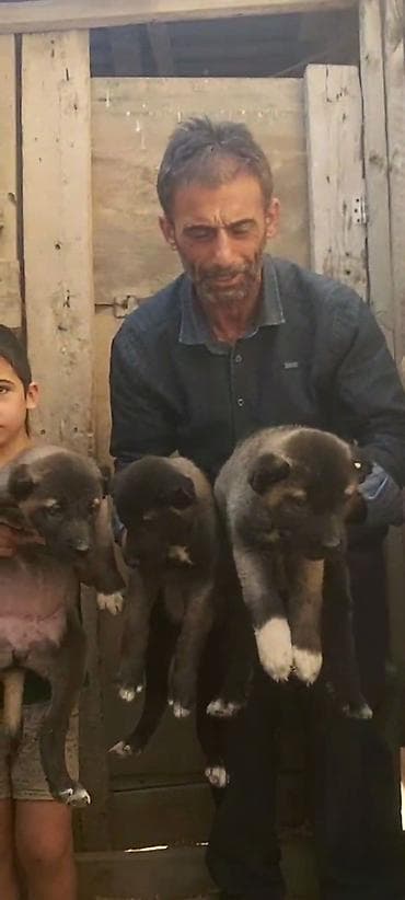 heyvanlar: Kanqal, 2 ay, Erkek, Peyvəndli, Rayonlara çatdırılma, Ünvandan götürmə, Ödənişli çatdırılma — 6