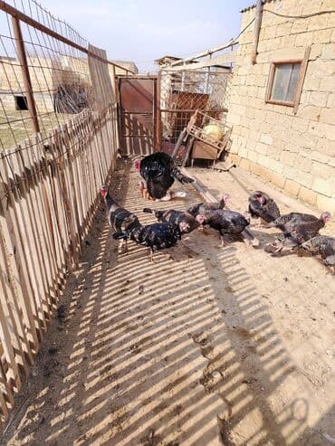 cins ineklerin qiymeti: Hind toyuqları – damazlıq sürü. Həm ətlik, həm yumurtaliq. Kanada və — 2