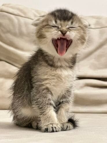 сколько стоит вислоухий кот: Шотладская вислоухая, Самка, В добрые руки, Платная доставка, Самовывоз — 7