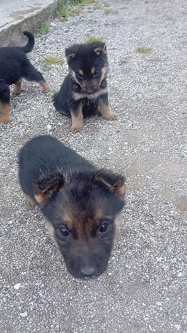 alman afcarka balası: Məhsul: Balaca it balaları (qara-qəhvəyi rəng) Təsvir temiz nimeski — 1