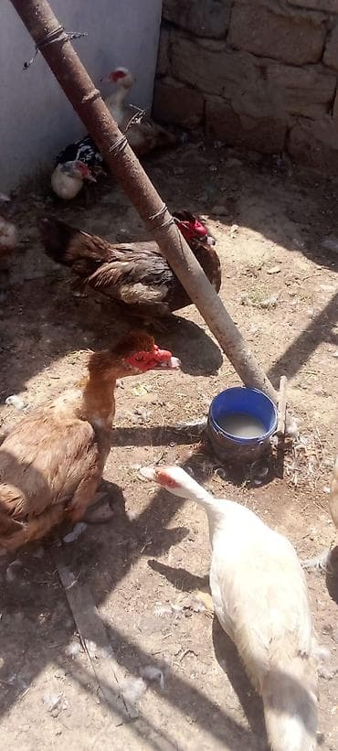 ev heyvan: Satış: qaz və ördək sürüsü Təsvir: - Təsərrüfatda yetişdirilən qaz və — 6
