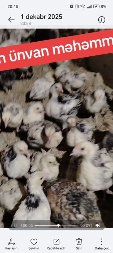 ordək cucəsi: Toyuq cücələri, Ətlik — 3