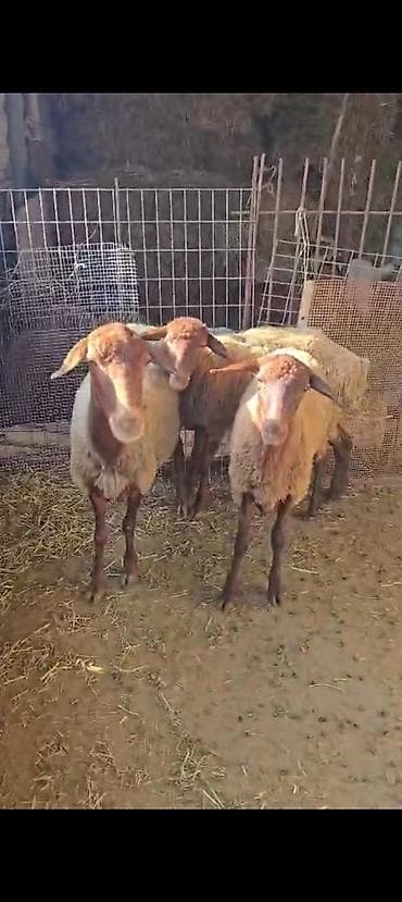 at satiram: Ekiz balali qoyun satılır istəyən olsa yazsın videosunu atım baxın — 6