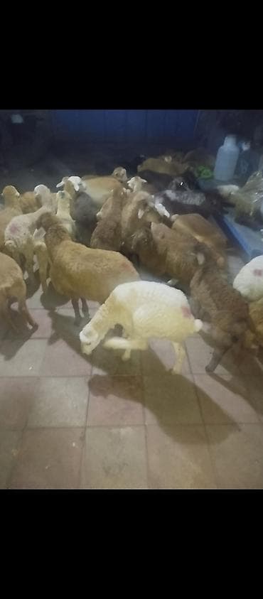 tap az qusar heyvanlar: Quzular satılır erkeydi dişili 35 dene, qiyməti 180 manat — 1