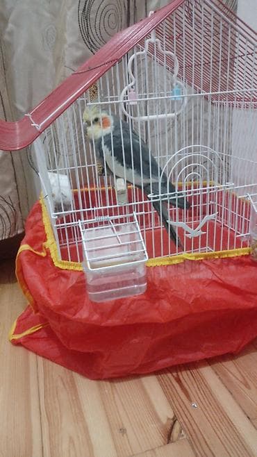 quş satisi: Nymph paraket (Cockatiel) – boz-ağ lələklər, sarı çəngəlvari saçı və — 2