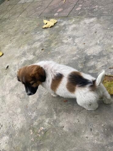 it cütləşdirmək: Belçika çoban iti, Erkek, Peyvəndli — 1