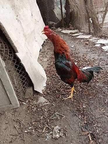 Digər heyvanlar: Döyş vidosu var 2 qələə Təsvir: - Uzunboyun, çevik bədən quruluşlu — 2