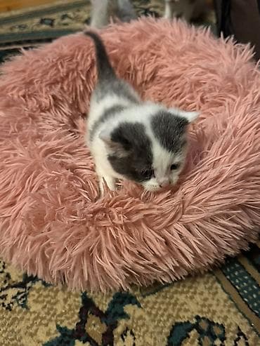 pisik latoku: Şotland yastı qulaq, Erkək, Dişi, Yaxşı əllərə, Ödənişli çatdırılma — 4