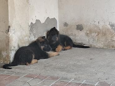 sosis it: Alman çoban iti, 3 ay, Dişi, Peyvəndli, Ünvandan götürmə — 5