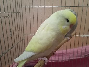 Птицы: Çex tutuquşu balaları satılır öz quşlarımın balalarıdır 2 aylıqdırlar — 2