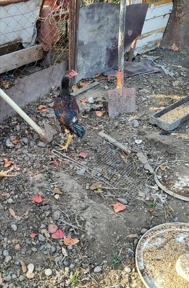 Lari xoruzlar satilir biri 35 manat ! banlamirlar . 4 ayliqdilar