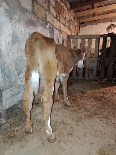 smental inekler: Saf qan simental erkək buzov. Anası şəkildə gördüyünüz simentaldı. 1 — 1