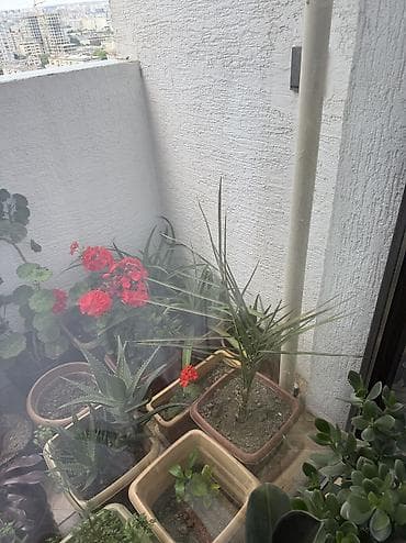 monstera bitkisi: Xurma xurması (Areka/Chamaedorea tipli) otaq palmisi – dekorativ iri — 3