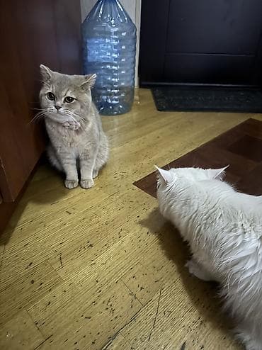 sabuncu heyvan bazari: Şotland, Dişi, Yaxşı əllərə — 5