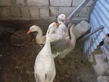 yumurtlayan toyuq satilir: Qazlar satilir — 1