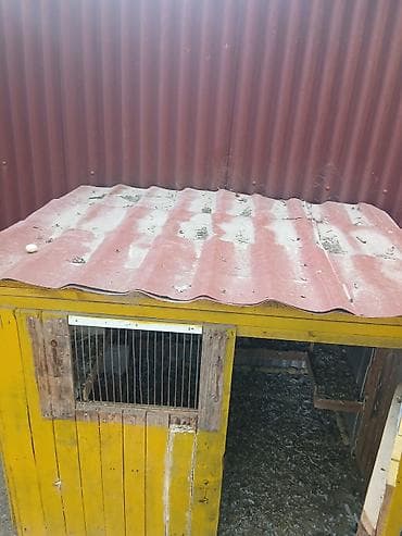 Heyvanlar üçün mallar: Taxta Quşxana 30 40 ədəd quş tutur - Material: ağac karkas, daxili — 2