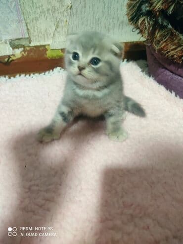 mingəcevir pişik: Şotland, Erkək, Dişi, Yaxşı əllərə, Ünvandan götürmə — 28