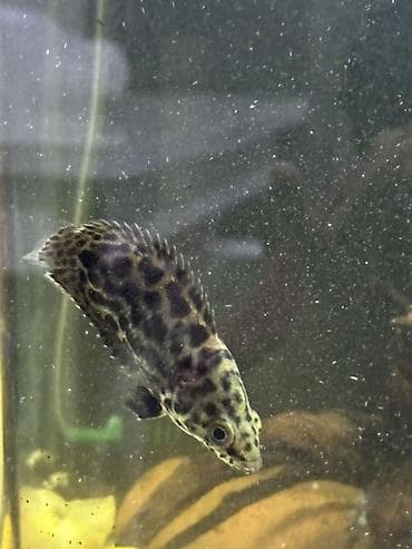 bal arsı: Akvarium üçün balıq – Ctenopoma Leopard Xüsusiyyətlər: - Cazibədar — 2
