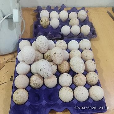 hinduska eti satilir: Hinduşka amerkan bronz yumurtalari satilir ünvan Masdaga — 3