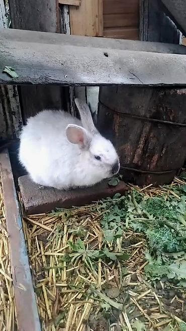 4 aylıq erkek dovşan satılır. Qiymət 10 manatdır.Ünvan