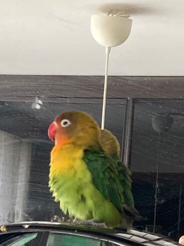 лоток для кошек баку: Gözel quşdur — 5