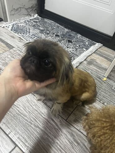 Pekines, 1 ay, Dişi, Peyvəndli, Ünvandan götürmə