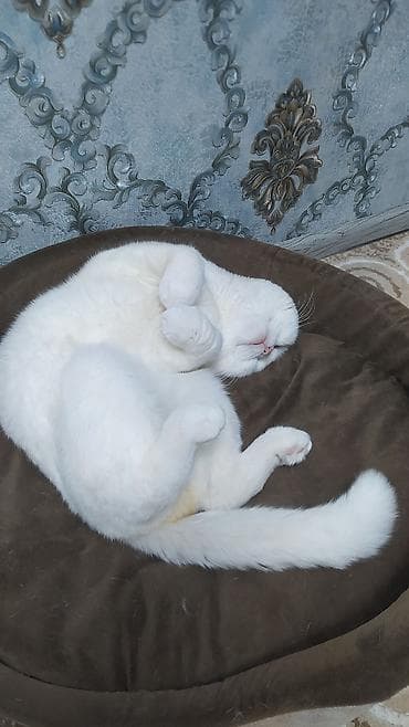 ağ pişikler: Dişi — 7