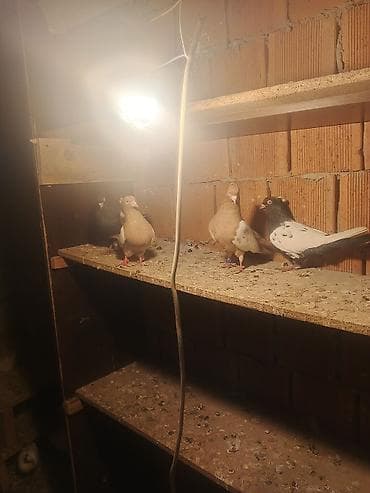 İtlər: Salam qiymət cütünə ayidir — 1