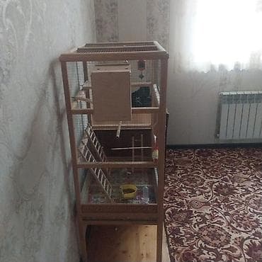 бюст: 2 dənə quş verlir təcili satılır aşağı yeri də var — 2