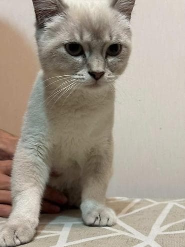 Pişiklər: Erkək, Yaxşı əllərə — 5