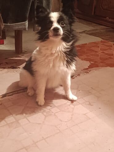 собака отдам в хорошие руки: 8 ay, Dişi, Peyvəndli, Ünvandan götürmə — 1