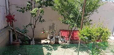 Linda sortu 3 ü erkək 4 ü dişidir yumurtaları pay verirəm .hər gün