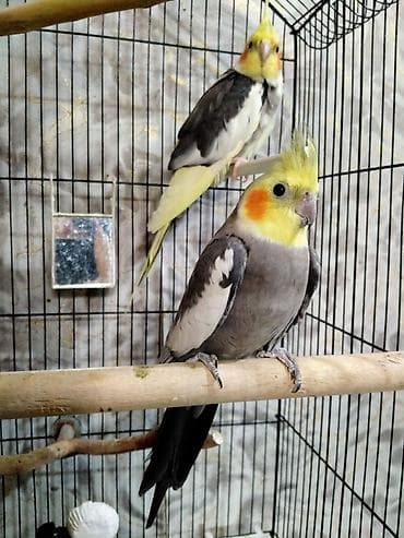 tutuquş: Salam. Qiymet cutune aiddi.1 cut papuqay satilir. Erkek ve disi. Tam — 4