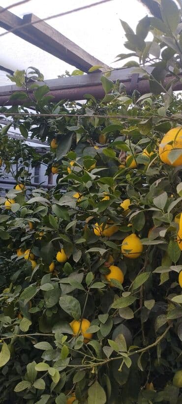 limon yagi qiymeti: Məhsul: Bağdan təzə yığılmış limon - Sort: sarı rəngli, ətli və — 2