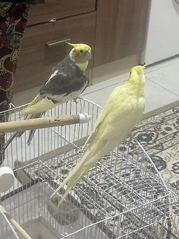 kanada sortu hinduska: Növlər: Kakadu ailəsindən nimfa papuqayları (cockatiel) Rənglər: - — 1