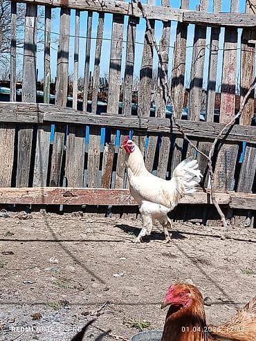 mayali yumurta satisi: 10 aylig sağlam və aktiv xoruzddu Sağlamdır öz heyətin gusudur Qiyməti — 5