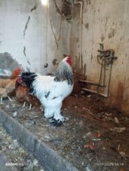 K/t heyvanları üçün mallar: Xoruz, Brama, il: 1, Ünvandan götürmə, Ödənişli çatdırılma — 7